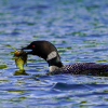 Loon with Breakfast