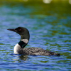 Loon Trout Lake 