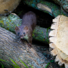 Curious Stoat 