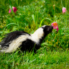 This young skunk could not resist stopping to smell the flowers 