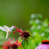 Rare White Hummingbird sipping nectar from monarda