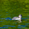 Smiling Loon Trout Lake