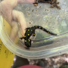 Spotted Salamander in a tupperware container