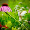 White Hummingbird with purple coneflower 