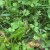 A photo of a green Northern Leopard Frog hiding in a patch of clover