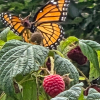 Butterflies and Raspberries 