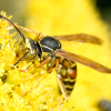 A Northern Paper Wasp on a flower