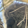 Porcupine in a tree