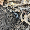 A black and grey salamander is revealed from under a rock.