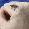 Picture of a beetle on my hand