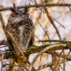 Great Horned Owl 