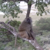 My tree is a baboon