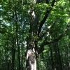Raccoon tree from dirt road