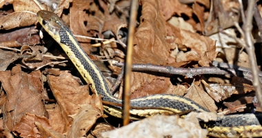 a yellow and black garter snake sticking it's head up in a bunch of brown dead leaves