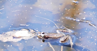 wood frog floating rear legs out in a murky pond by a dead leaf