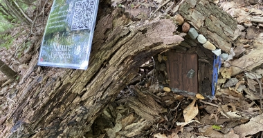 Fairy house under a log
