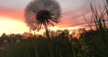 Wishes at sunset