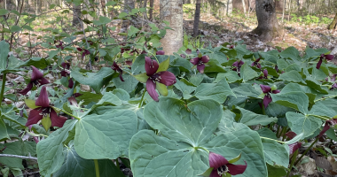 Red trilliums in the woods!