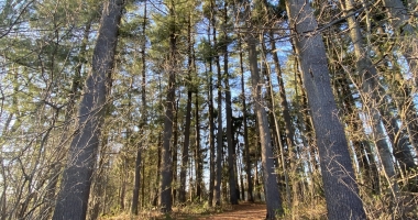 Photo of the forest along the Kip trail 