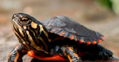 A baby painted turtle