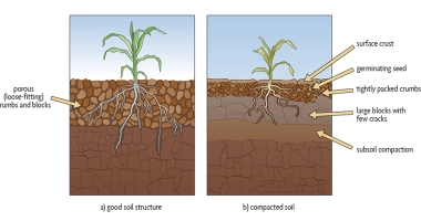 Diagram showing the difference in composition of compacted soil versus uncompacted soil