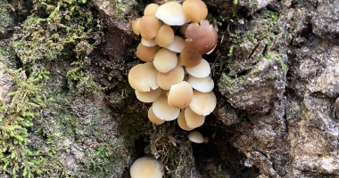The cutest cluster of brown and white mushrooms