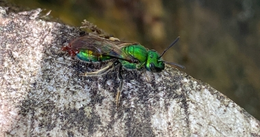 Bright green bee with little red mites on abdomen 