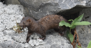 Mink along rocky shoreline with crayfish in mouth