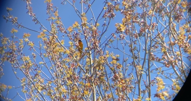 The bright orange of a Baltimore oriole is partly camouflaged by the yellow and orange blossoms on a spring tree