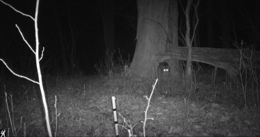 A bobcat at night