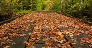 red, orange, and yellow leaves on a brown bridge going through a green wooded trail