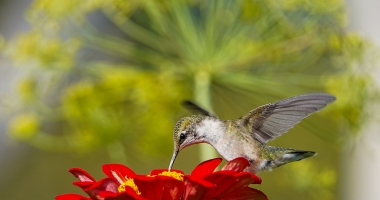Ruby Throated Hummingbird sipping nectar cherry queen zinnia with dill flower in the background. 