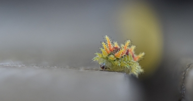 Spiky caterpillar