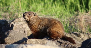 A groundhog sits on a rock with grass in the background.