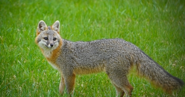 Gray Fox 