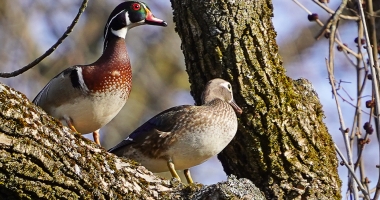 Nesting Wood Duck pair 