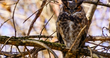 Great Horned Owl 