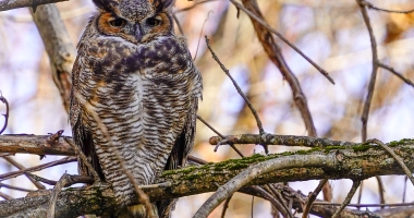 Great Horned Owl 