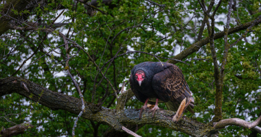 Turkey Vulture