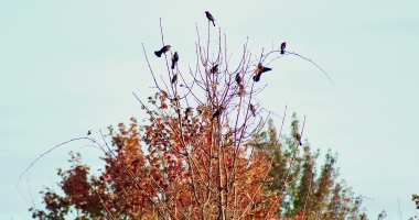 A group of Rusty Blackbirds are gathered in a tree with bright red/orange leaves.
