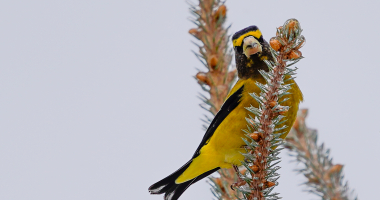 Evening Grosbeak 