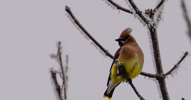Cedar Waxwing on a frosty foggy morning 