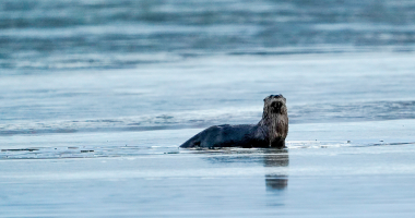 River Otter 