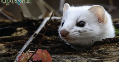 Cover of the 2026 Calendar