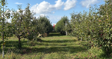 Trees in an Orchard