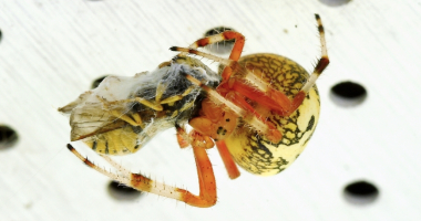 Marbled orbweaver eating a bee