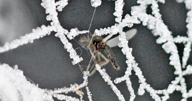 Insect caught in iced over spider web