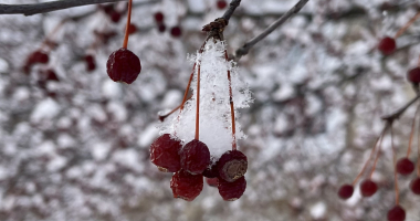 Snow on top of a bunch of small berries handing from a tree branch. In the background is a stone building.