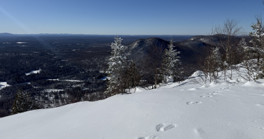 Snowshoe Hare tracks on Azure