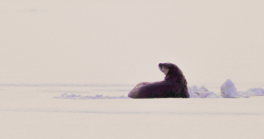Otter emerges from snow covered ice on Black Lake